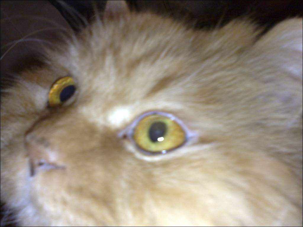 BB Cat close up - nieuwsgierig