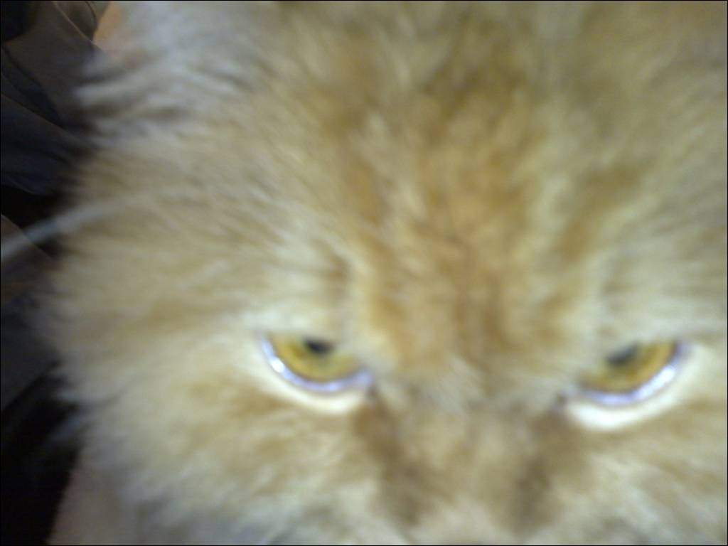 BB Cat close up - chagrijnig
